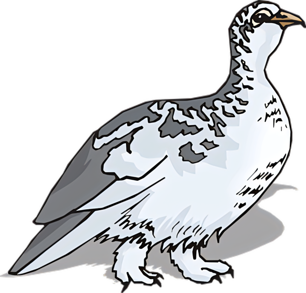 Elegant White Grouse Wallpaper with Detailed Plumage Patterns
