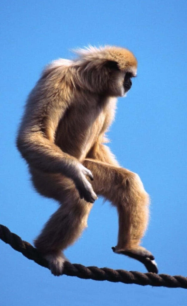 Wildlife Wonders with Gibbon: A Stunning HD Background Image Capturing Exotic Beauty and Inspiring Wilderness Wallpaper