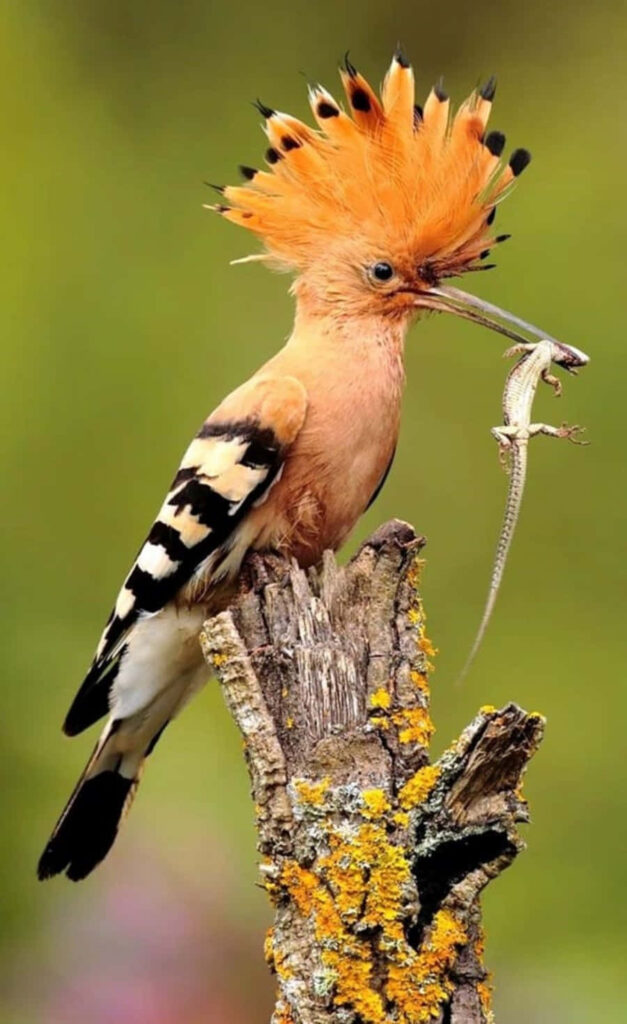 Crested Bird with Lizard on Lichen Branch in Soft Green Background Wallpaper