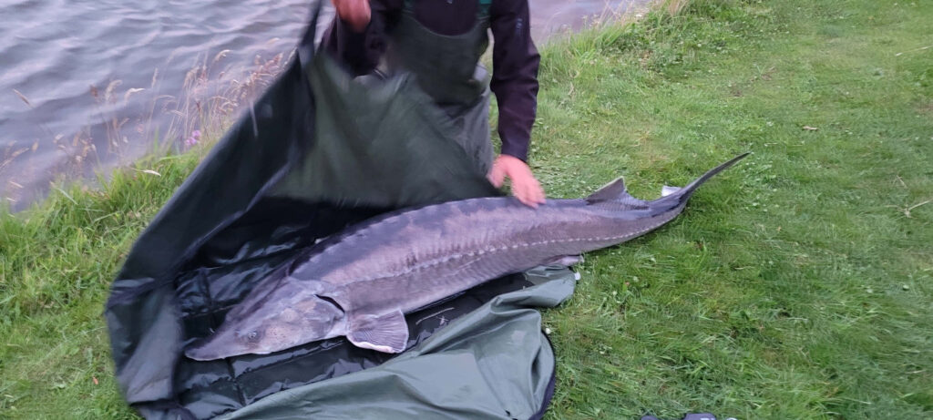Angler holding large sturgeon fish by grassy riverside showcasing impressive catch size wallpaper