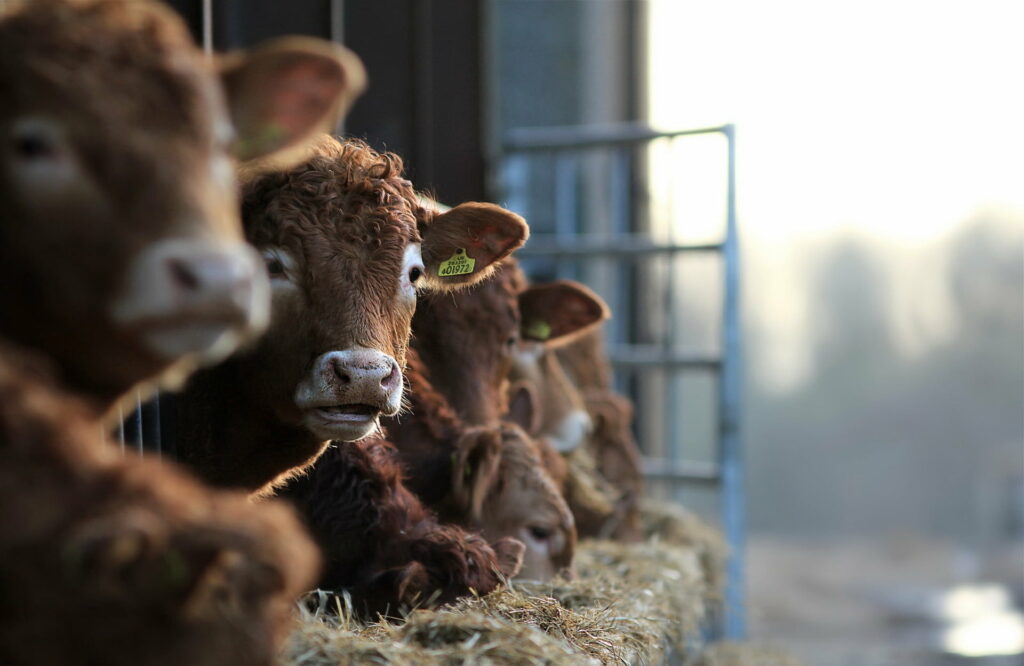 Rustic Livestock Charm: A Majestic Barnscape Featuring Raw Cows in High-Definition Wallpaper