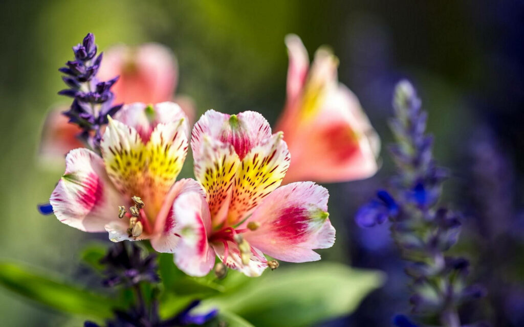 Inca Elegance: A Mesmerizing Tapestry of Lily Flowers in Vibrant Hues - A Captivating Floral Wallpaper
