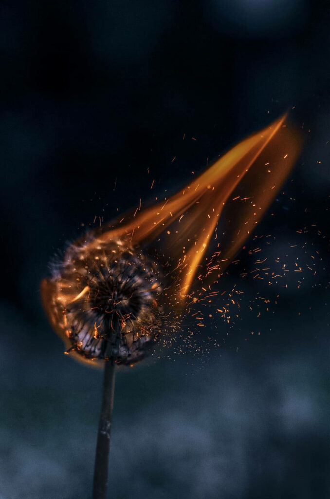 Burning Essence: iPhone Wallpaper featuring a Scorched Dandelion amidst Fiery Aesthetic Vibes