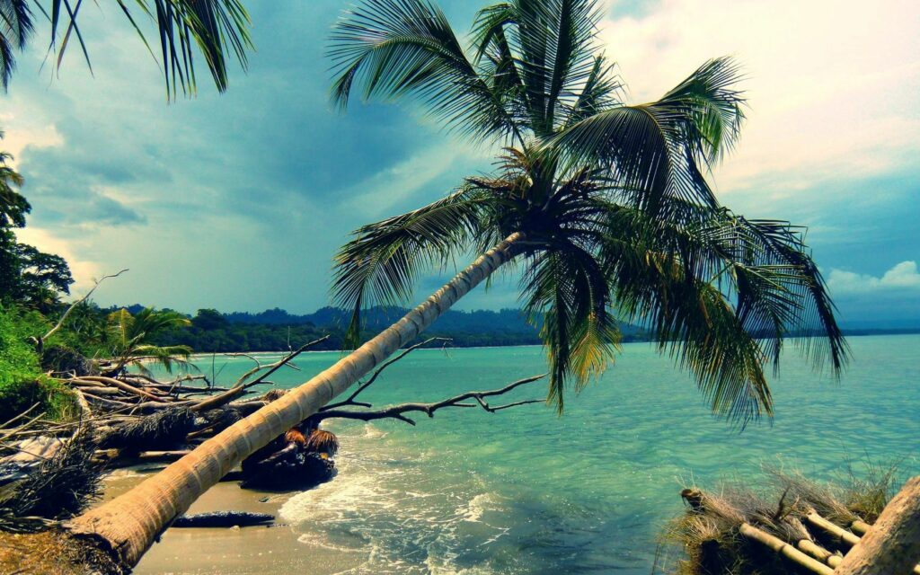 Inclined palm tree over tropical coastline with lush greenery and turquoise waters under clouds Wallpaper