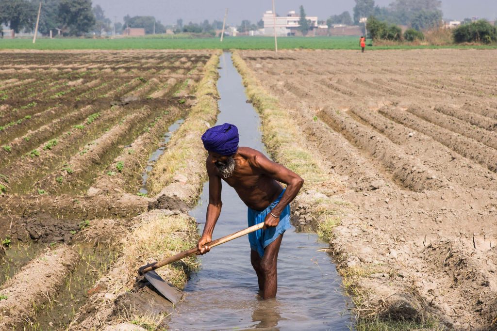 Indian farmer in blue turban clearing irrigation canal in serene rural agricultural field Wallpaper