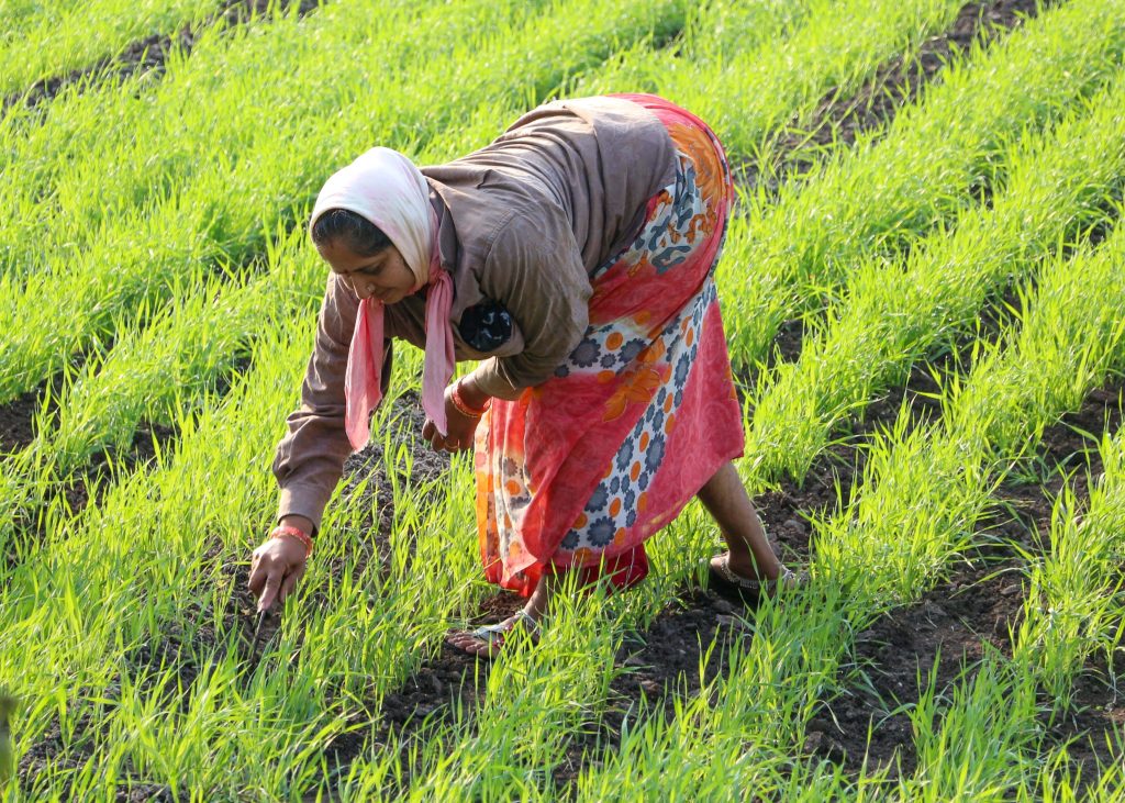 Indian female farmer in traditional sari tending young green crops in rural field sunlight Wallpaper