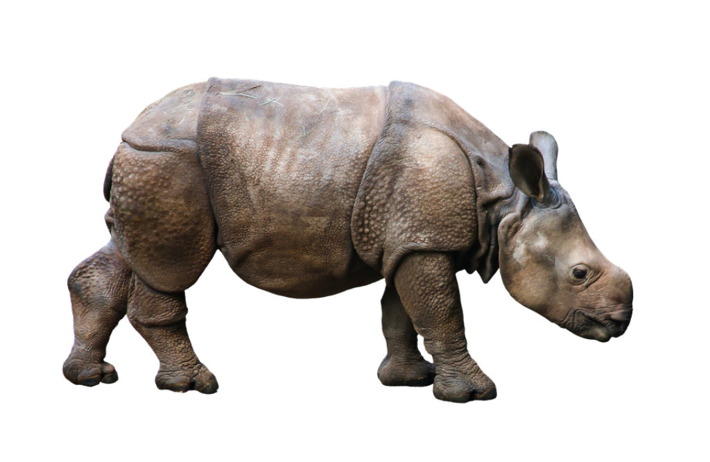 Indian Rhinoceros Wallpaper: Detailed Texture on Gray Background