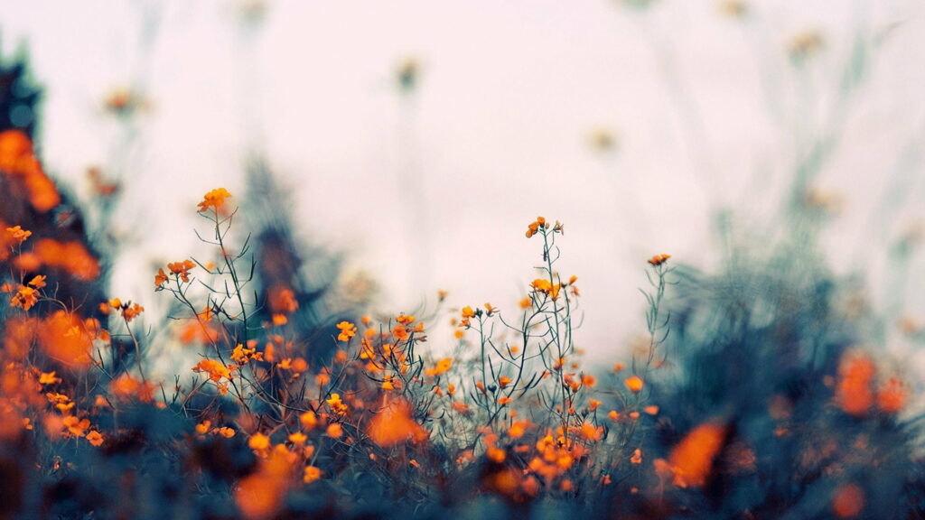 Indie Charm: HD Wallpaper of Orange Little Flowers in Dreamy Blur Background