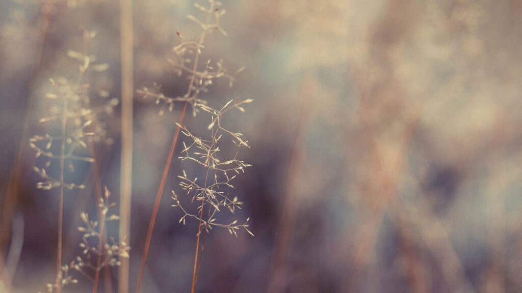 Indie Visions: A Botanical Blur - HD Wallpaper Background Photo
