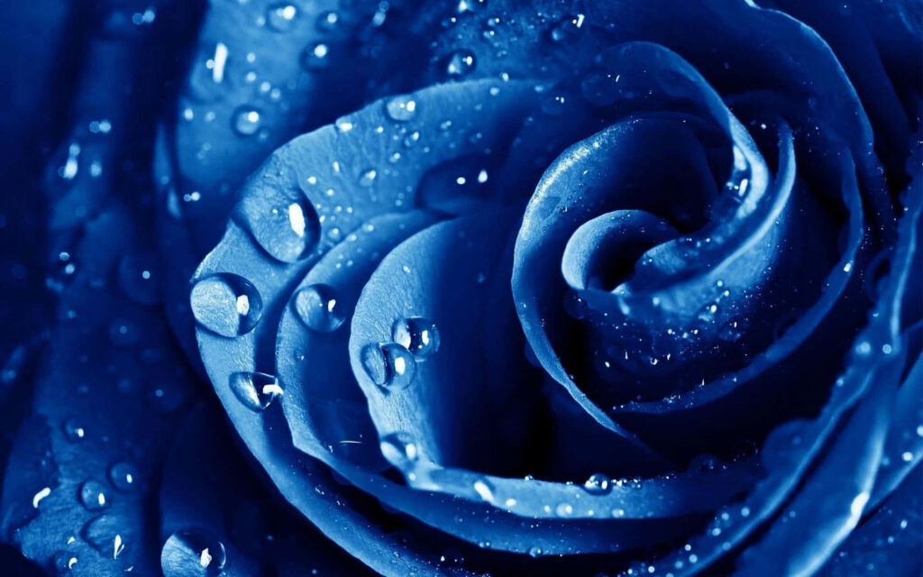 Blooming Tranquility: Captivating Blue Floral Desktop Wallpaper