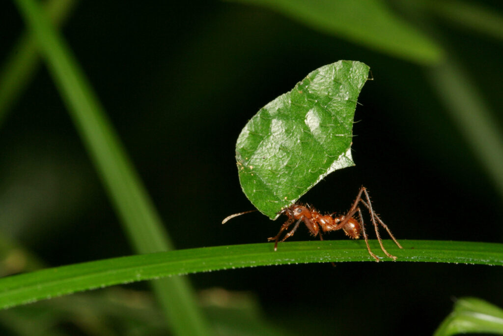 Close-up of ant carrying large green leaf on grass showcasing insect strength and nature work Wallpaper