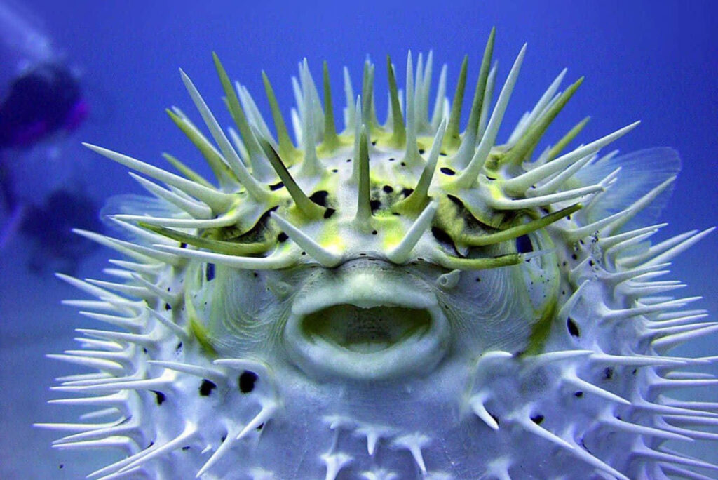 Close-up of inflated blowfish with sharp spines underwater on blue aquatic wallpaper background