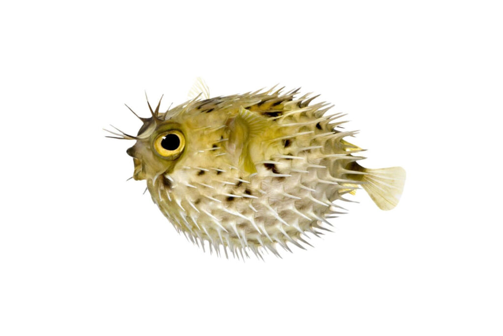Close-up of inflated blowfish with extended spines on white background showcasing texture Wallpaper