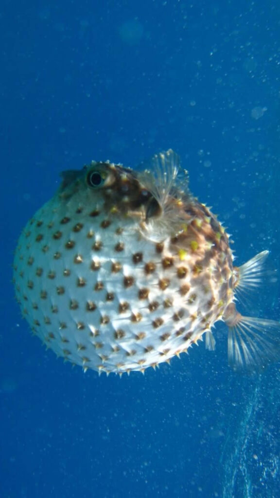 Inflated blowfish underwater with spiky body floating against deep blue ocean background Wallpaper