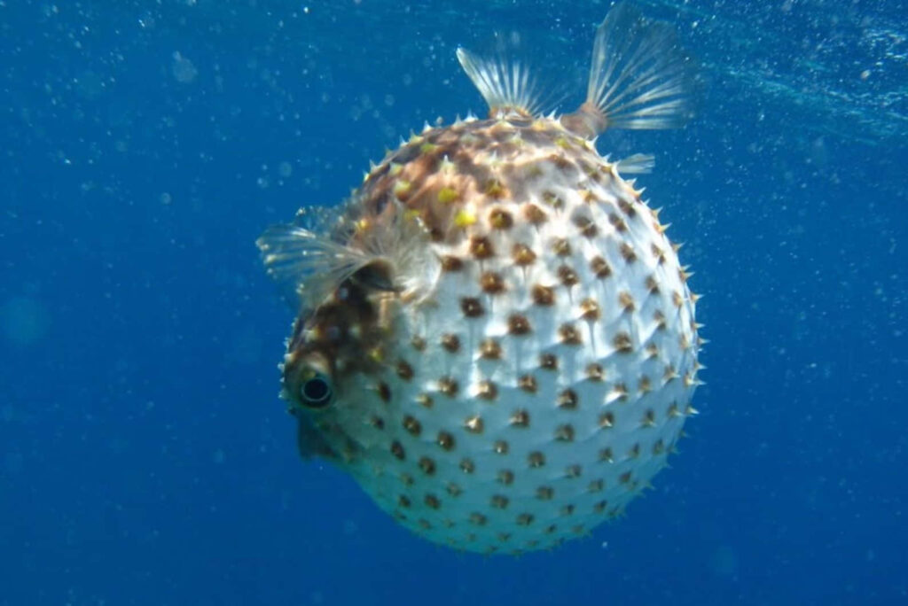 Fully inflated blowfish with spiky body swimming underwater in deep blue ocean background Wallpaper