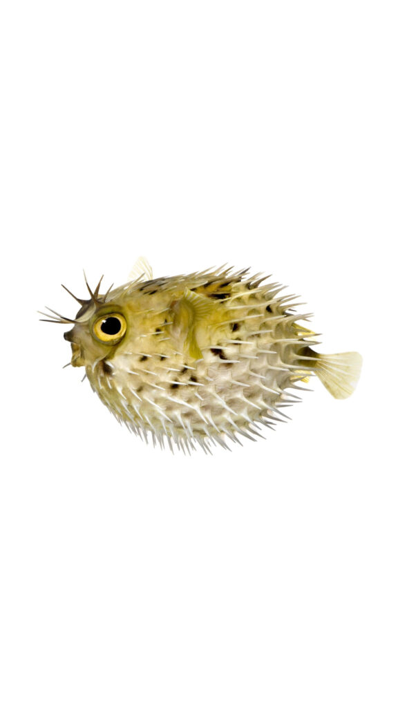 Detailed wallpaper of inflated blowfish with sharp spines on clean white background for decor