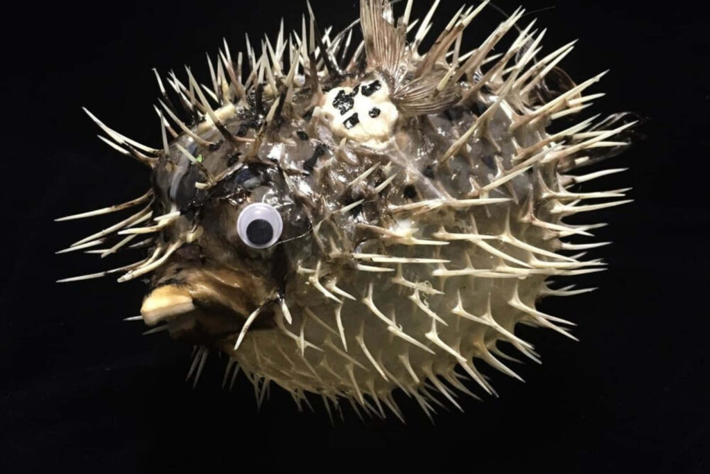 Inflated blowfish with sharp spines on black background showing unique defensive features Wallpaper
