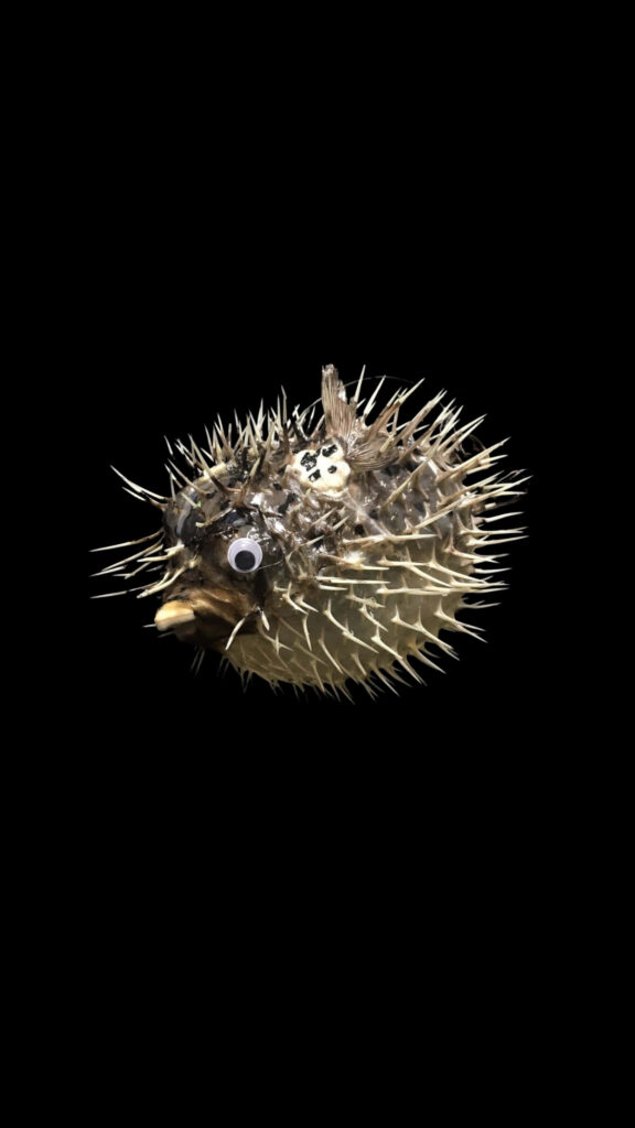 Inflated blowfish with sharp spines on black background striking dramatic underwater defense Wallpaper
