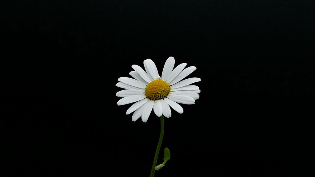 Innocence in Monochrome: A Serene Symbol of Fresh Starts - Black Background Flower Photography Wallpaper