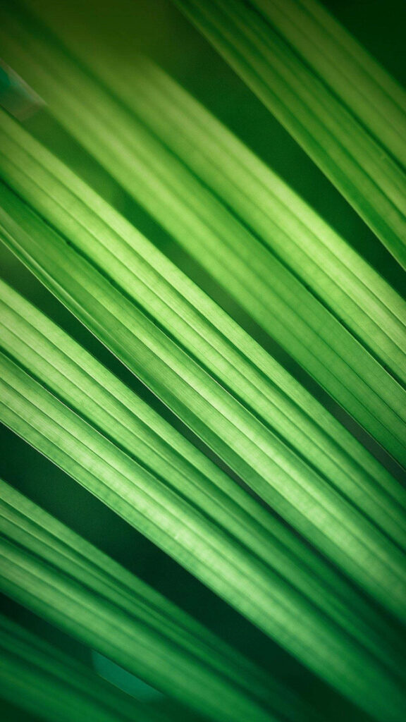 Leafy Serenity: A Fresh Miui Green Plant Wallpaper