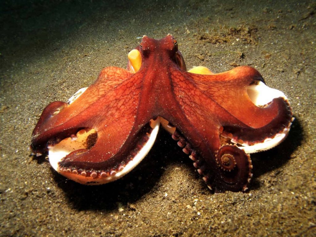 Close-up of intelligent octopus using bivalve shells as shield on sandy seabed underwater wallpaper