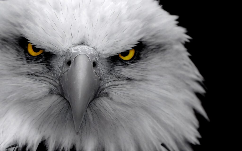 Intense Angry Eagle Wallpaper: Bold Black Background Design