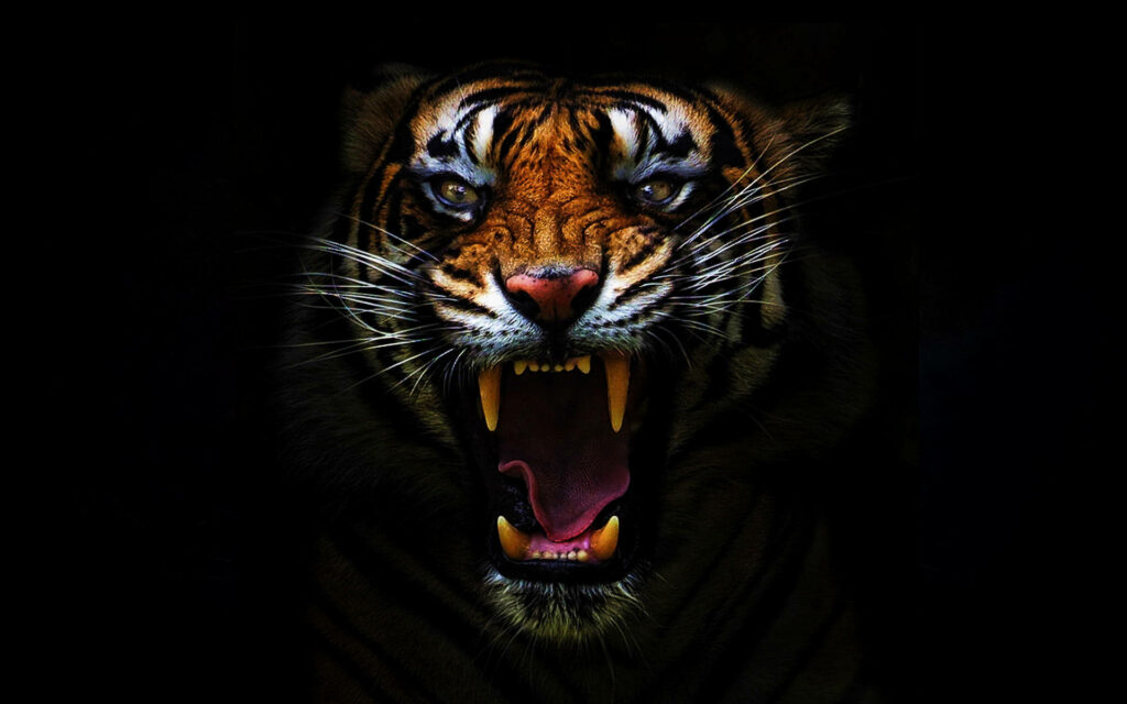 Fierce Angry Tiger Wallpaper: Dramatic Intensity & Dark Power