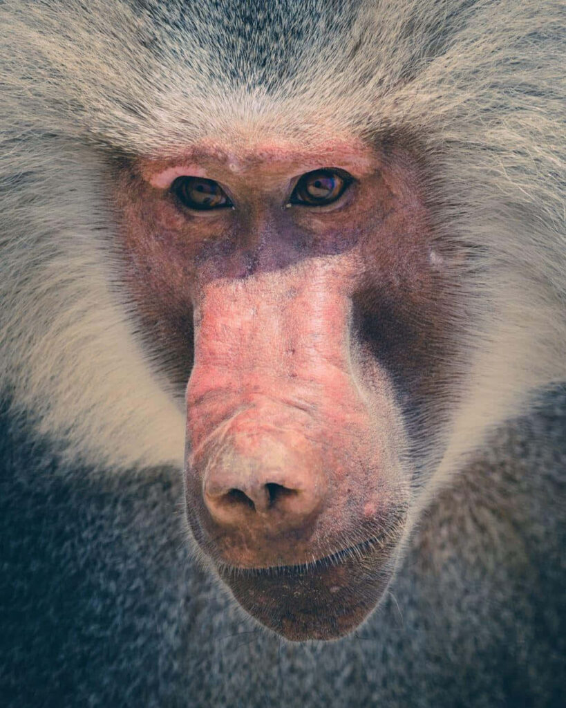 Close-up portrait of a baboon showing intense gaze thick fur and detailed expressive face wallpaper