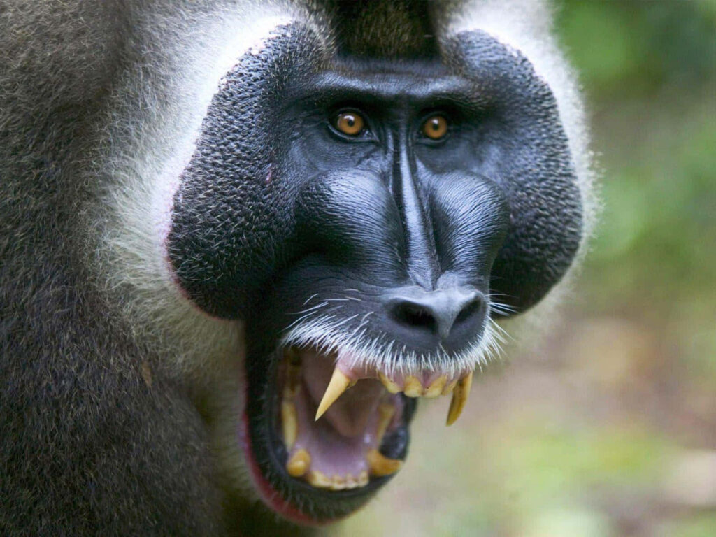 Closeup of fierce baboon showing powerful teeth and expressive face wildlife wallpaper background