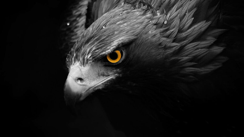 Close-Up Black Águila Wallpaper: Intense Gaze & Yellow Eye