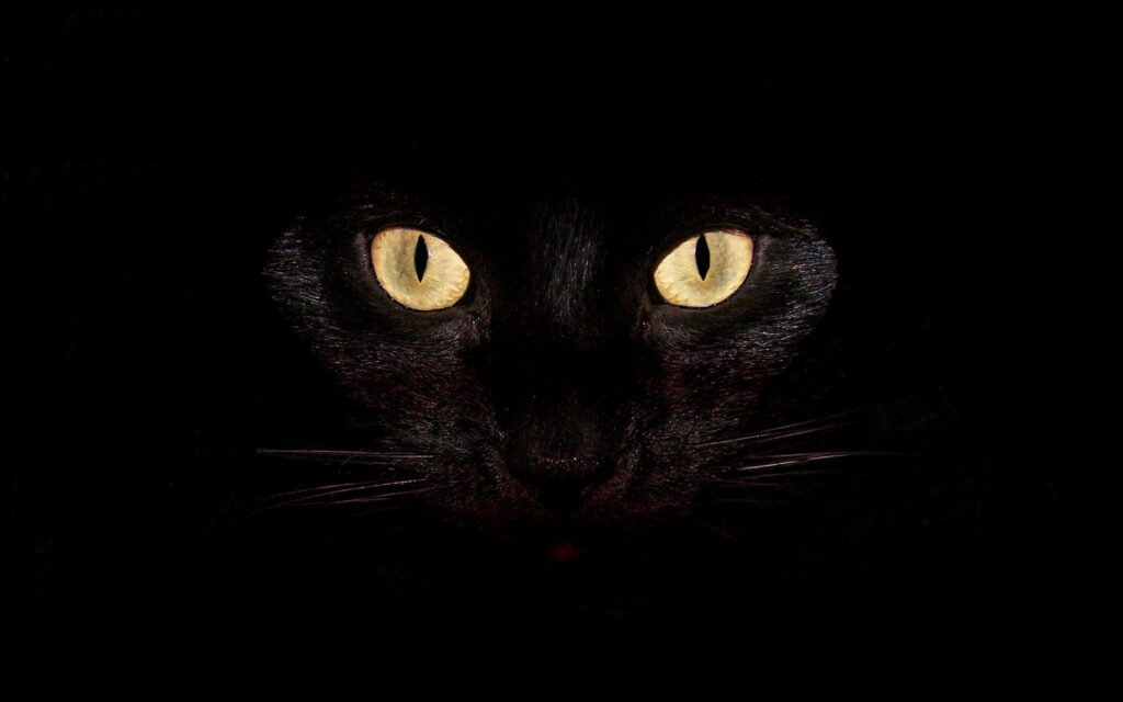 Intense Black Cat Wallpaper: Glowing Eyes on Dark Background