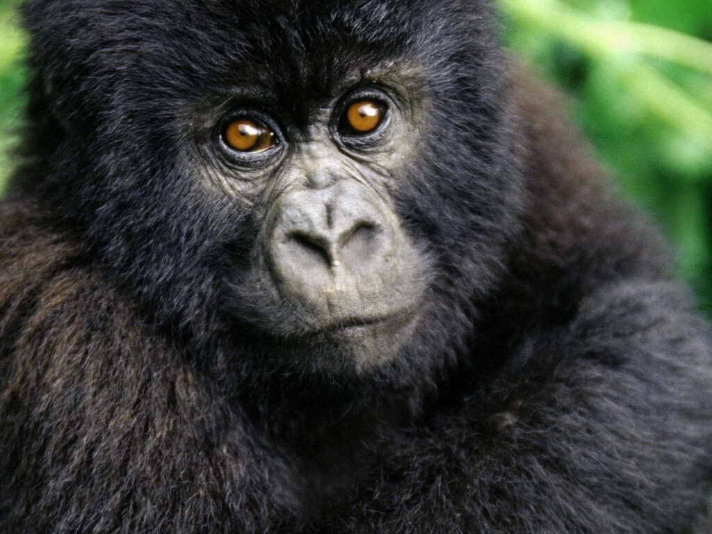 Close-Up of a Calm Black Monkey Against Lush Green Background Wallpaper