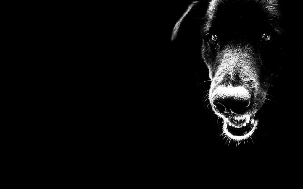Intense Black and White Dog Wallpaper: Bold Contrast Background