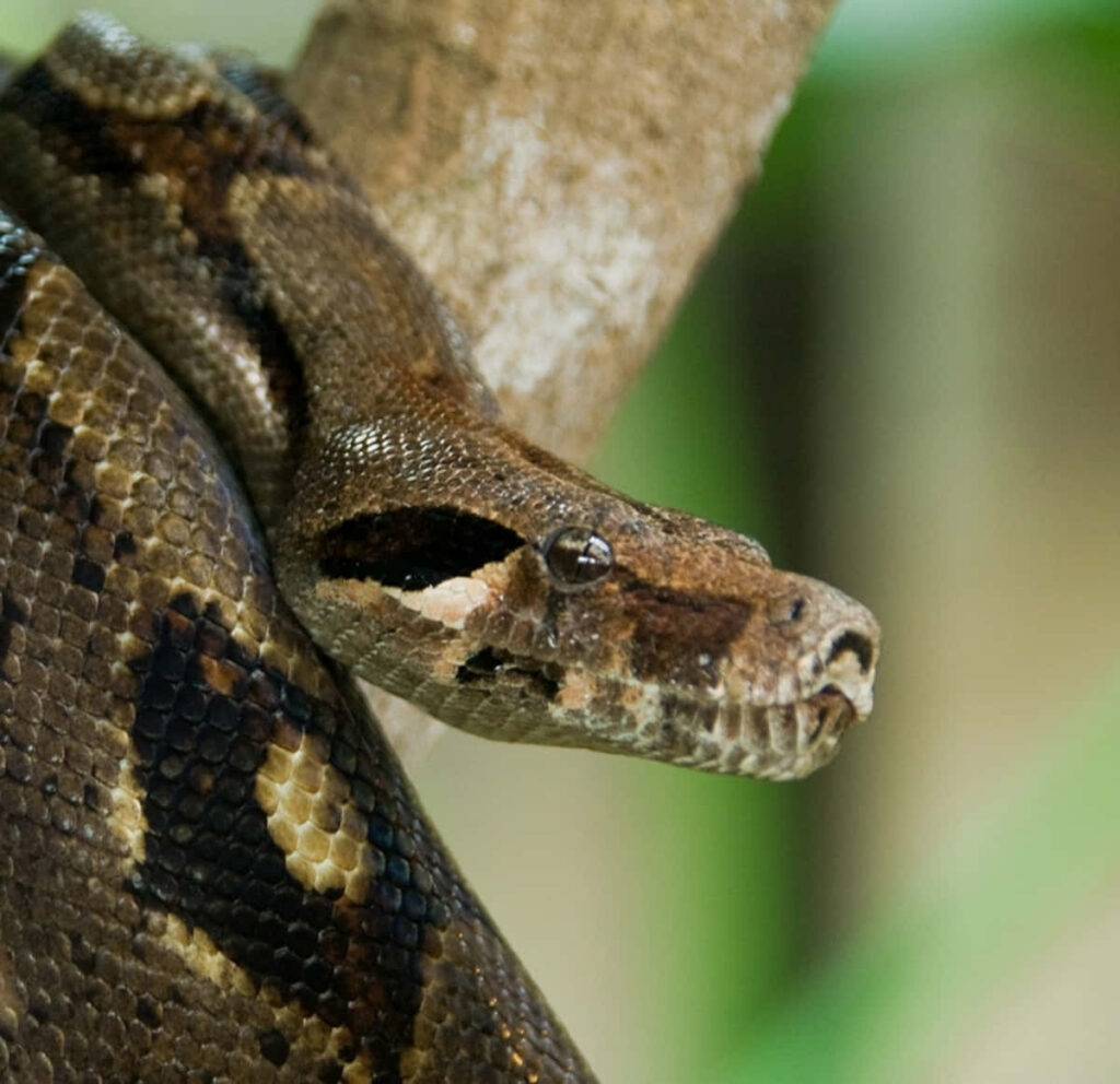 Close up of a boa constrictor with striking patterns and intense gaze resting on a branch wallpaper