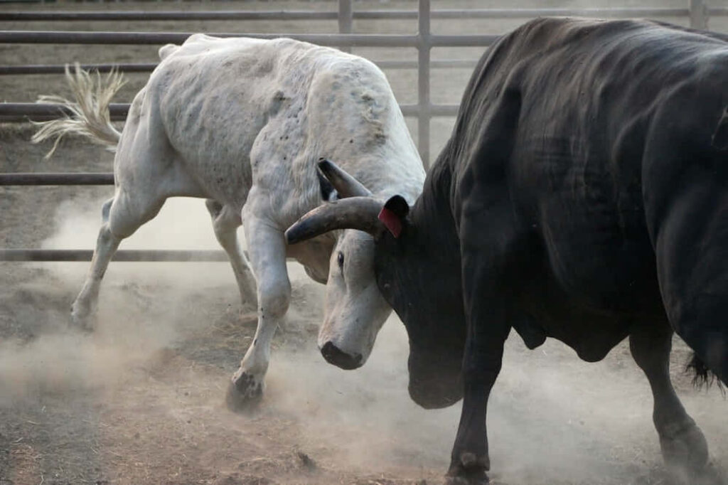 Powerful Bull Conflict Wallpaper: Intense Monochrome Drama