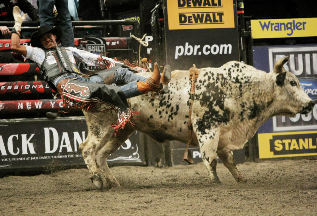 Cowboy thrown mid-air by powerful spotted bull captures intense rodeo action wallpaper background