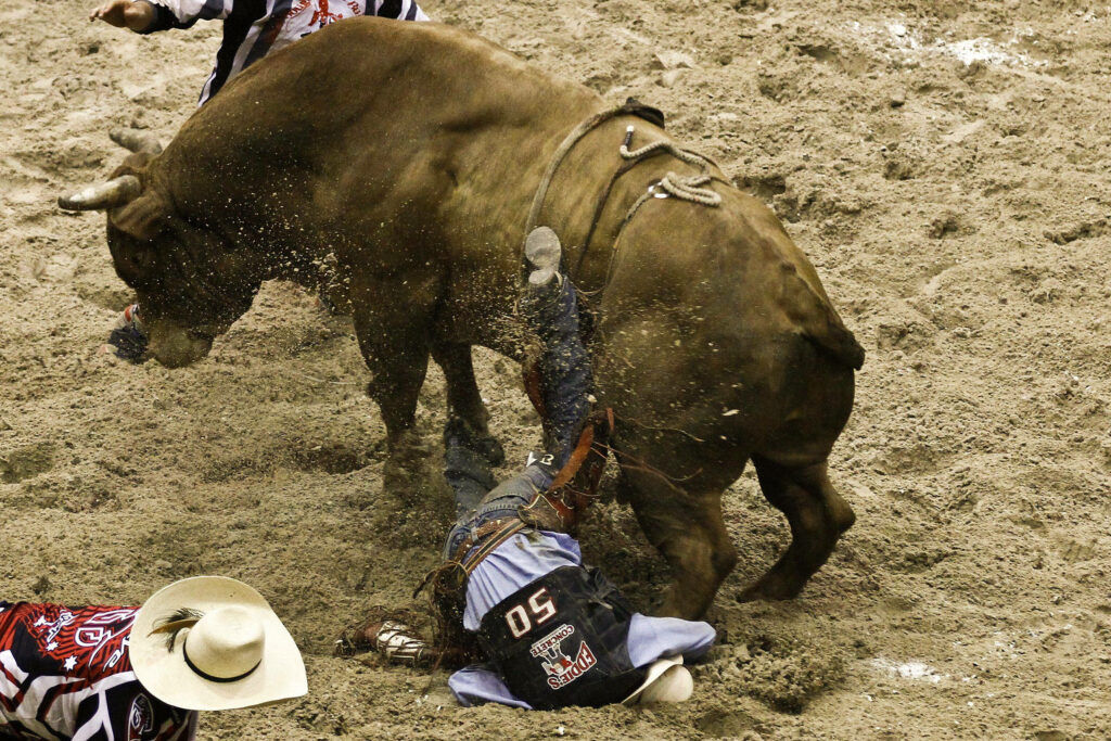 Fierce bull bucks rider number 50 in dusty arena rodeo action with assistant rushing in Wallpaper