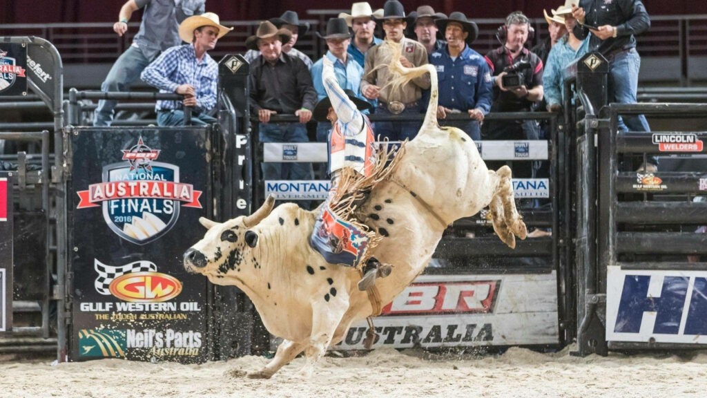 Intense bull riding action with bucking bull and rodeo cowboys in vibrant arena setting wallpaper