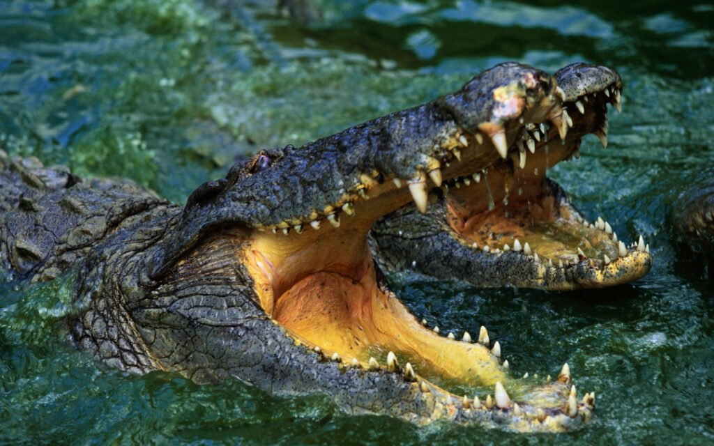Powerful Caimans in Water: Open Jaws and Sharp Teeth Wallpaper