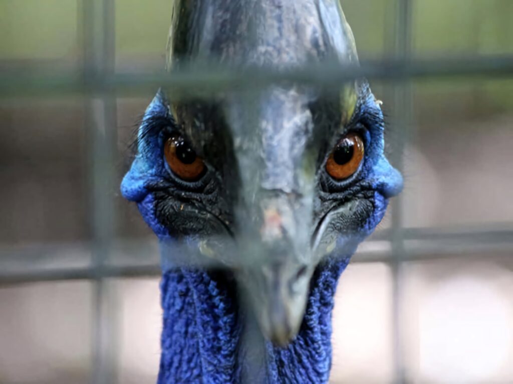 Close-up of cassowary face with vivid blue skin piercing orange eyes and strong beak wallpaper