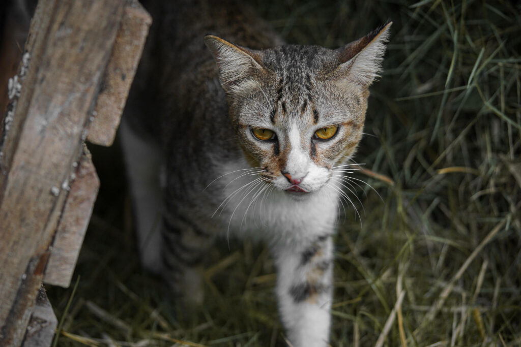 Intense Cat Wallpaper: Focused Gaze Amidst Grass & Wooden Planks