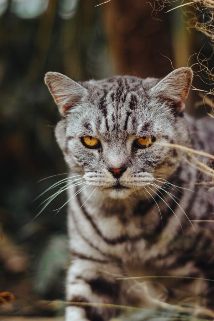 Intense Gaze Cat Wallpaper: Striking High-Res Fur Pattern Image
