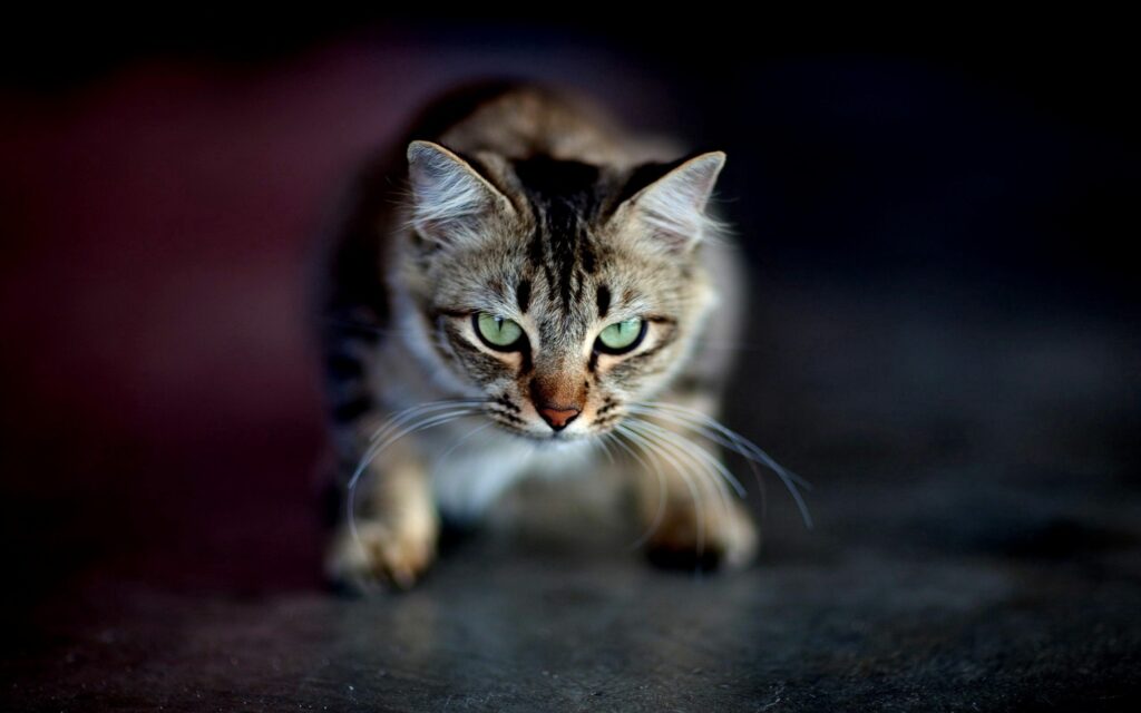Intense Cat Wallpaper: Sharp Eyes & Poised Aggression in Shadows