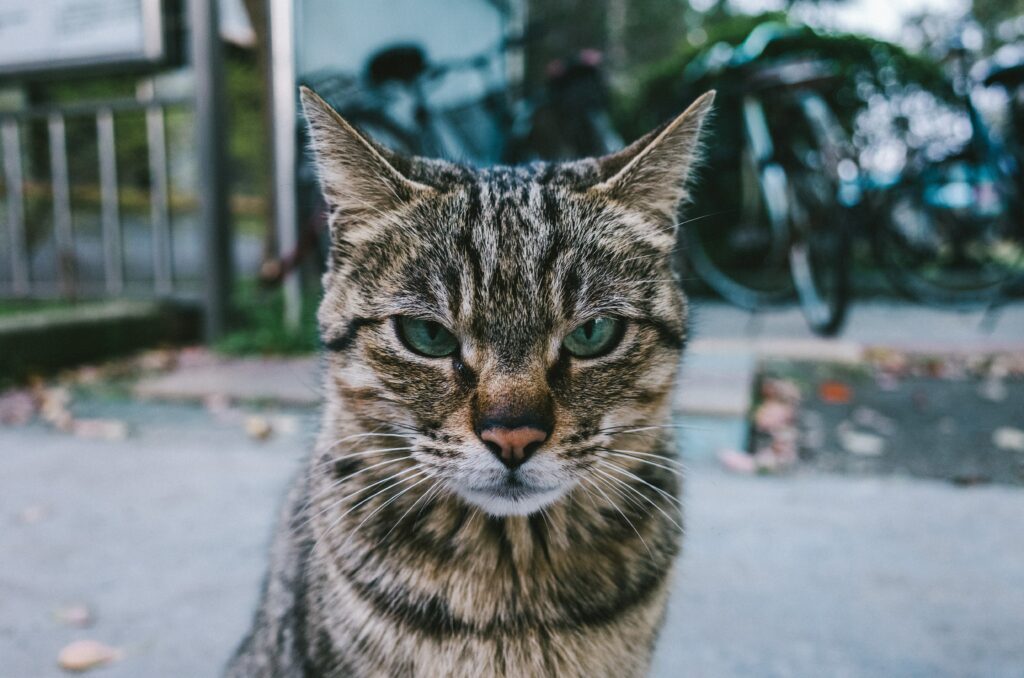 Intense Cat Close-Up: Striped Fur & Blurred Greenery Background Wallpaper