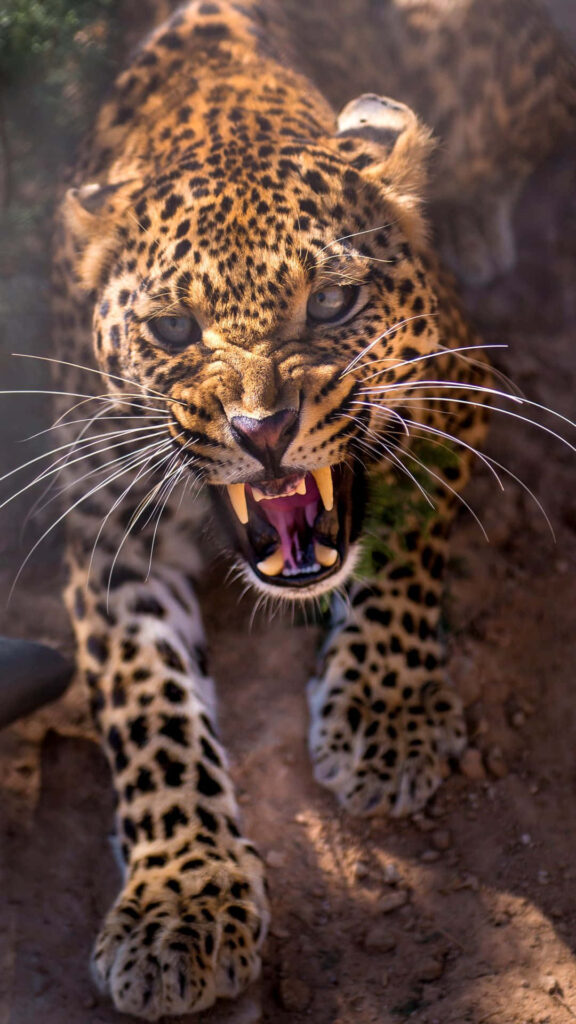 Fierce Cheetah Close-Up iPhone Wallpaper: Power & Energy