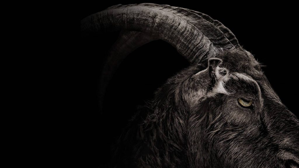 Close-up of a goat with curved horns and intense gaze on black high-contrast wallpaper background
