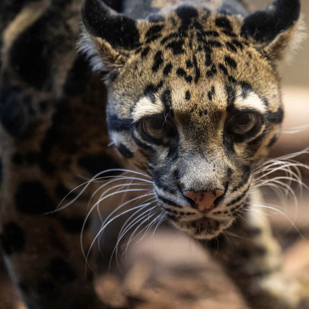 Clouded leopard with sharp gaze and detailed fur in soft natural light wallpaper background