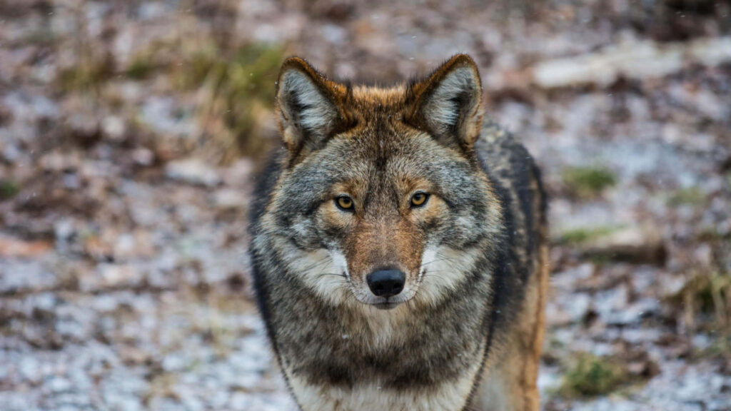 Close-Up Coyote Wallpaper: Intense Gaze in Muted Natural Background