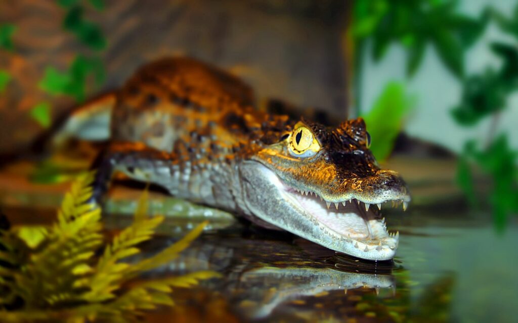 Intense Crocodile Close-Up Wallpaper: Nature's Predator in Focus