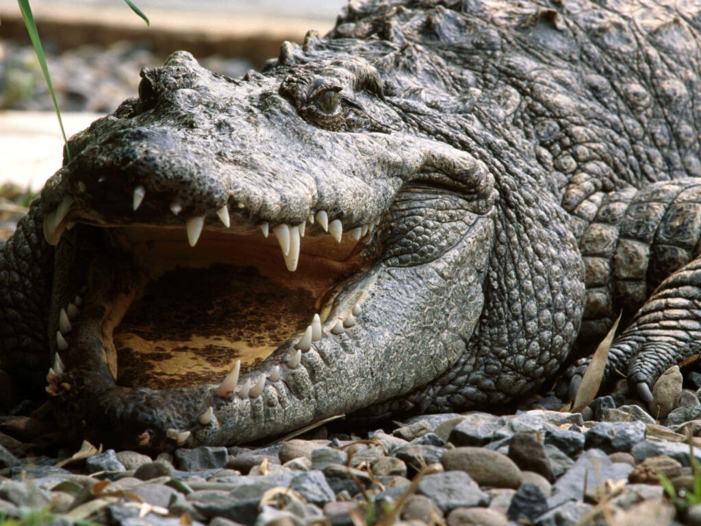 Close-up of crocodile on rocks with open mouth showing sharp teeth intense wildlife wallpaper